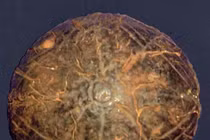 Video: Mỹ nữ 4.800 tuổi có mắt nhựa gắn vàng