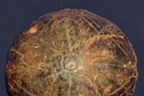 Video: Mỹ nữ 4.800 tuổi có mắt nhựa gắn vàng