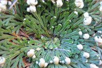 Kinh ngạc với biện pháp tránh thai kỳ lạ ở sa mạc Sahara