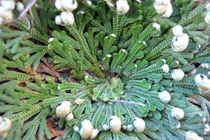 Kinh ngạc với biện pháp tránh thai kỳ lạ ở sa mạc Sahara