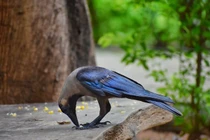 Video: Quạ nhặt rác, dọn dẹp đường phố để… đổi lấy đồ ăn