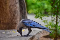 Video: Quạ nhặt rác, dọn dẹp đường phố để… đổi lấy đồ ăn