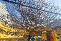 Video: Cận cảnh cây mai khủng được đại gia “mua đứt” với giá tiền tỉ