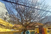 Video: Cận cảnh cây mai khủng được đại gia “mua đứt” với giá tiền tỉ