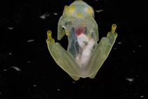 Video: Kỳ lạ ếch thuỷ tinh trong suốt nhìn rõ toàn bộ bên trong cơ thể