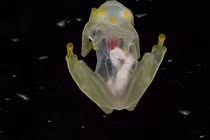 Video: Kỳ lạ ếch thuỷ tinh trong suốt nhìn rõ toàn bộ bên trong cơ thể