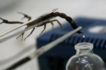 Video: Cận cảnh quá trình vắt nọc độc của bọ cạp