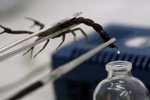 Video: Cận cảnh quá trình vắt nọc độc của bọ cạp