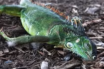 Bão tuyết kinh hoàng tại Mỹ, cự đà “đông cứng” rơi khỏi cây