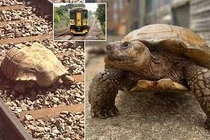 Video: Dịch vụ đường sắt gián đoạn vì chú rùa lang thang trên đường ray