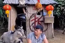 Nam ca sĩ bỏ phố lên rừng, nổi tiếng nhờ thú cưng biết pha trò