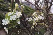 Video: Người Hà Nội chi tiền triệu chơi lê rừng sau Tết