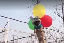 Bị bóng bay kéo lên trời, cún cưng ngơ ngác không hiểu chuyện gì