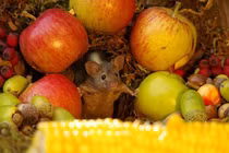 Mê mẩn ngôi làng đẹp như cổ tích dành riêng cho... chuột hoang