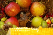 Mê mẩn ngôi làng đẹp như cổ tích dành riêng cho... chuột hoang