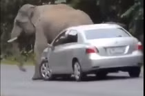 Video: Voi rừng bất ngờ lao ra đường chặn ô tô để... gãi ngứa