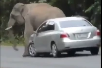 Video: Voi rừng bất ngờ lao ra đường chặn ô tô để... gãi ngứa