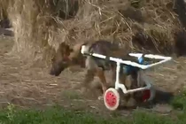 Video: Chú chó khuyết tật có thể đi lại nhờ chiếc xe đẩy đặc biệt