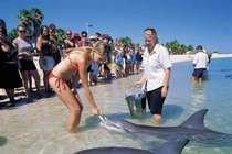 Video: Du khách thoải mái vui đùa với cá heo tại bãi biển độc đáo này