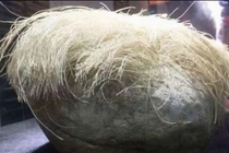 Bí ẩn tảng đá có “mái tóc” bạc phơ như người già