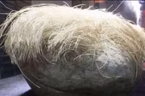 Bí ẩn tảng đá có “mái tóc” bạc phơ như người già