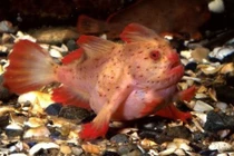 Video: Cá tay hồng “đi bộ” dọc đáy biển bất ngờ tái xuất