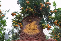 Video: Các mẫu quất độc đáo nhất được “trình làng” trong dịp Tết