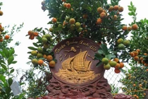 Video: Các mẫu quất độc đáo nhất được “trình làng” trong dịp Tết