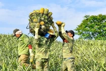 Video: Nhọc nhằn mưu sinh bằng nghề “cõng” dứa thuê