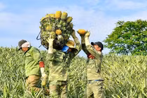 Video: Nhọc nhằn mưu sinh bằng nghề “cõng” dứa thuê