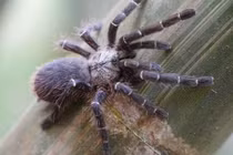 Video: Bất ngờ với nhện khổng lồ ẩn nấp bên trong thân tre