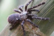 Video: Bất ngờ với nhện khổng lồ ẩn nấp bên trong thân tre