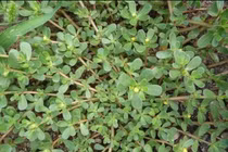 Rau dại mọc đầy ở VN, ở nước ngoài hái bán ra tiền 