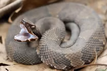 8 loài rắn sở hữu tốc độ nhanh nhất hành tinh