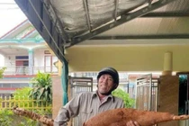 Vô tình đào được củ sắn “khổng lồ” dài hơn 1m, nặng 25kg