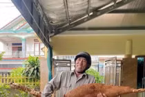 Vô tình đào được củ sắn “khổng lồ” dài hơn 1m, nặng 25kg