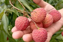 Bắc Giang: Nông dân thu 5.760 tỷ đồng nhờ bán vải thiều