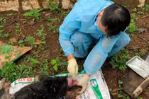 4 người đi đường bị chó cắn gây thương tích ở Đắk Lắk