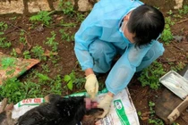 4 người đi đường bị chó cắn gây thương tích ở Đắk Lắk