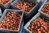 Trữ được 30 tấn quả mận hậu nhờ cách bảo quản đặc biệt