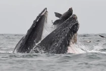 Sư tử biển thoát chết thần kỳ trong miệng con cá voi