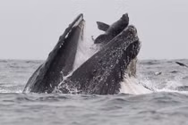 Sư tử biển thoát chết thần kỳ trong miệng con cá voi