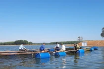 Quảng Trị: Bán 85.000 đồng/kg hút hàng từ việc nuôi cá leo