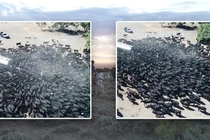 Cả nghìn con bò vây bồn chở nước và sự thực đáng sợ