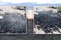 Cả nghìn con bò vây bồn chở nước và sự thực đáng sợ