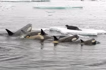 Cá voi sát thủ phá băng, vây bắt hải cẩu đầy kịch tính