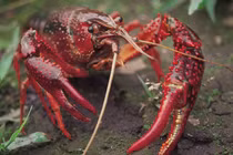 Khả năng “siêu dị” của tôm hùm đất ít ai hay biết