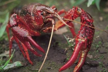 Khả năng “siêu dị” của tôm hùm đất ít ai hay biết