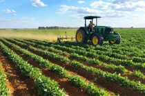 Cây cối tiết ra độc chết người và sự thực đáng sợ