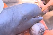 Danh tính "sốc" loài cá lạ vừa bắt được ở Bến Tre